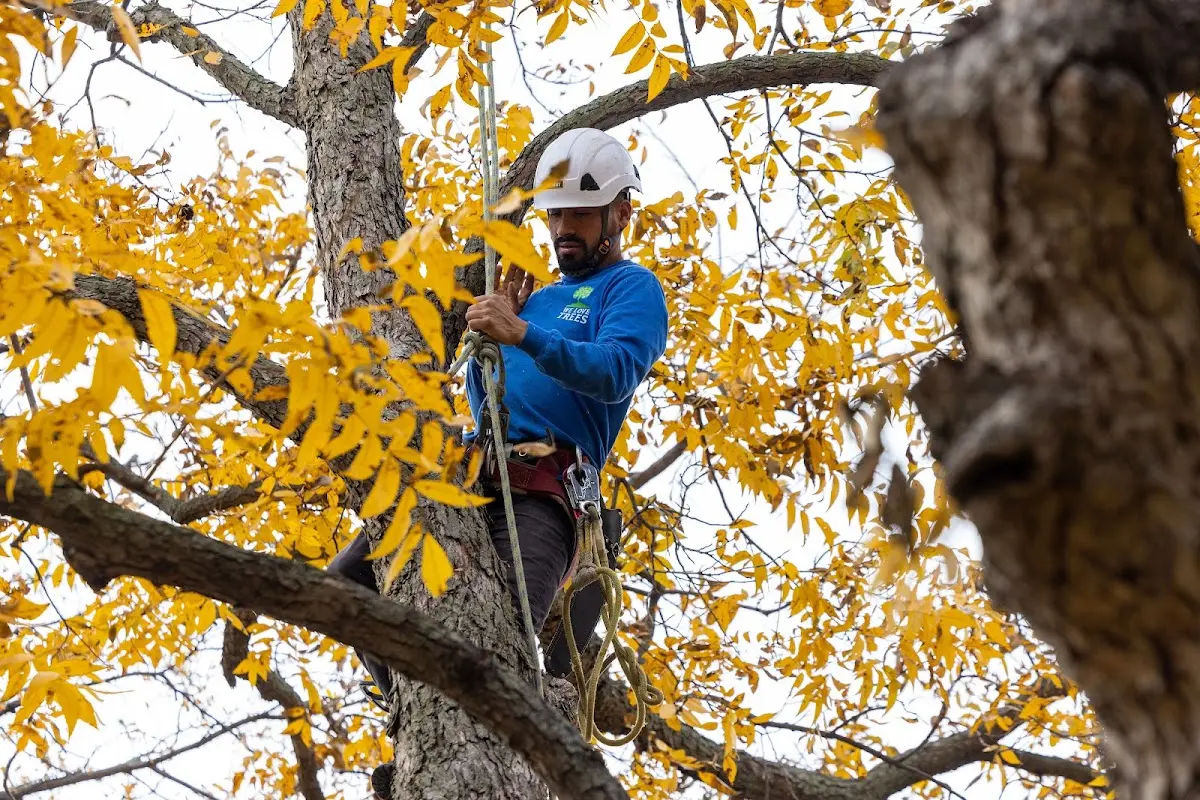 Skilled Emergency Tree Service crew working in Dewey